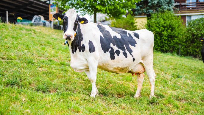Maienhof_Krummenacher_Hägglingen_Kuh