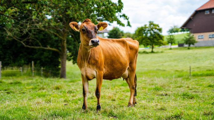 Hof_Meyer_Meyer-Lang_Wangenried_Kuh