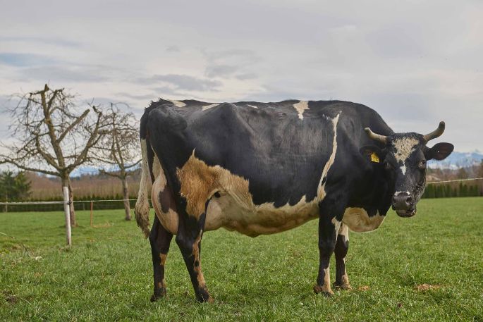 Flurhof, Urban Keusch, Boswil_Kuh_Ganzkörper