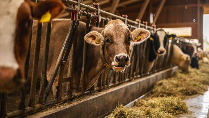 Wegscheiden_Ottiger_Rothenburg_Kuh_2