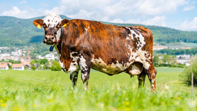 Lernort-Bauernhof_Pfefferli_Wangen_bei_Olten_Kuh