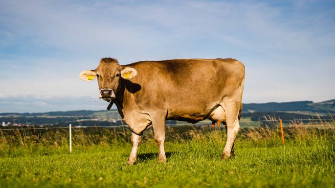 Hof Sidler_Sidler_Hagendorn_Kuh