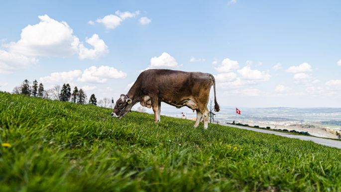 Panoramahof_Furrer_Beinwil_Kuh