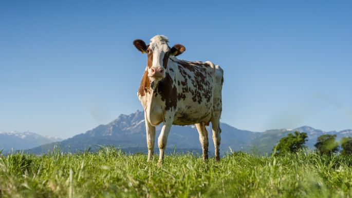 Aregger-Farm_Aregger_Rothenburg_Kuh