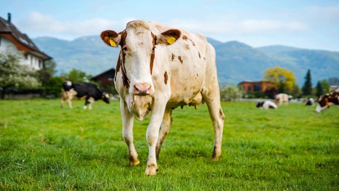 Lochmatthof_Klemens_Härkingen_Kuh