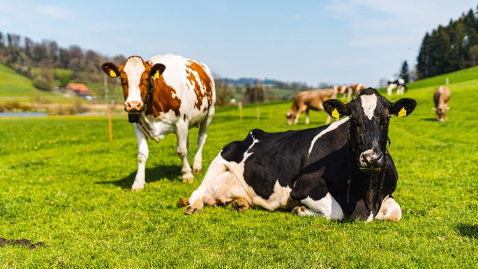 Hinterwald_Bättig-Birrer_Willisau_Kuh