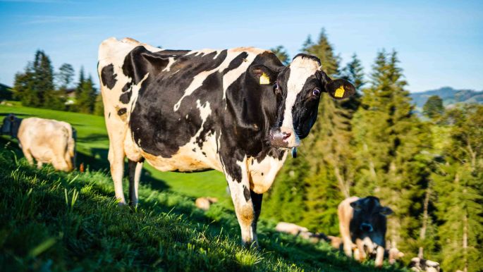 Schürtanne_Schnider_Hasle_LU_Kuh