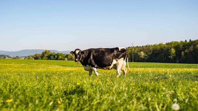 Hof Urech_Urech_Hallwil_Kuh