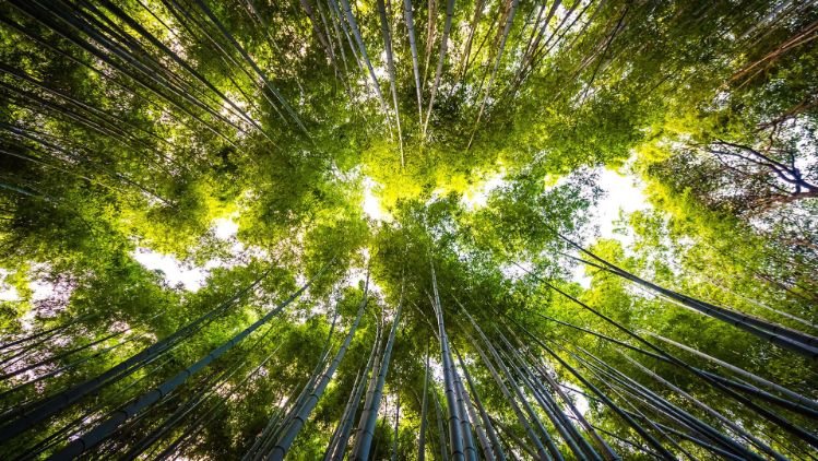 nachhaltigkeit-baeume