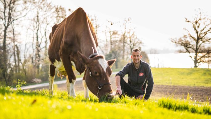 Fluhhof_Bachofen_Maur_Kuh_2