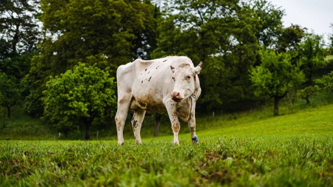 Wingertenhof_Reimann_Wölflinswil_Kuh
