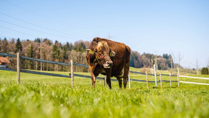 GG Hottinger-Bütler_Bütler_Wädenswil_Kuh
