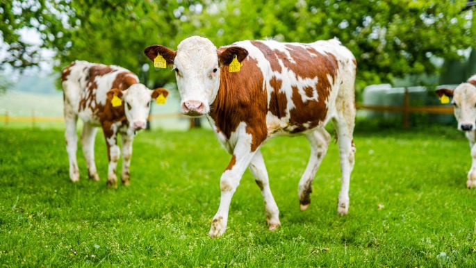 Hager_Minder_Auswil_Kuh