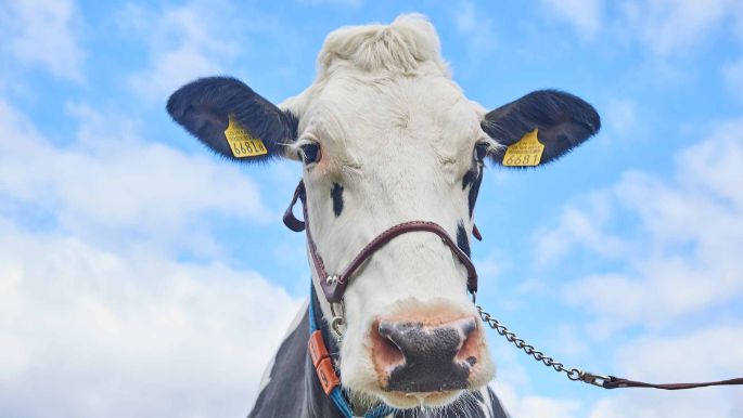 Püntenmas, Remo Stierli, Birmensdorf_Kuh_Portrait