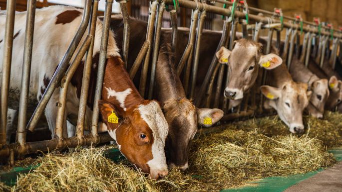 GG Hottinger-Bütler_Bütler_Wädenswil_Stall