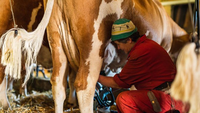 Gartenmatthof_Pfäffli_Wilderswil_Arbeit 3
