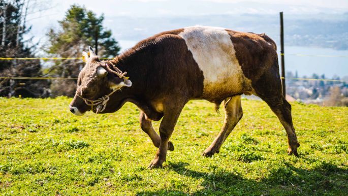 Panoramahof_Bolleter-Diakun_Meilen_Kuh