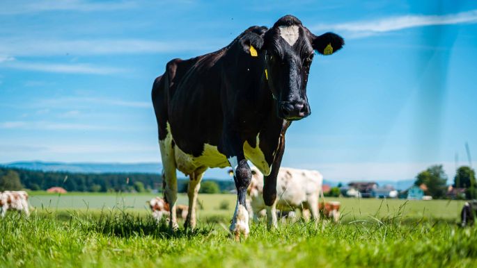 Grütter_Grütter_Hellsau_Kuh