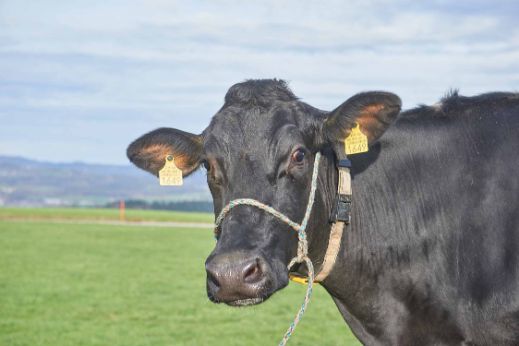 Gammerstall, Kurt Huber-Stalder, Muri_Kuh_Portrait