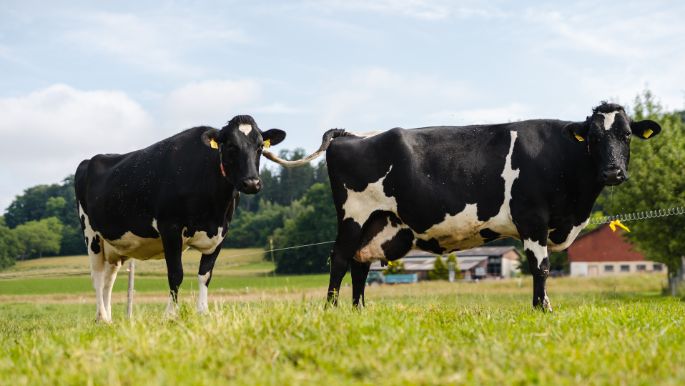 Im Feld_Frei_Freudwil_Kuh