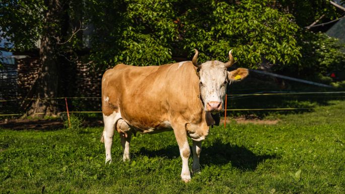 Gartenmatthof_Pfäffli_Wilderswil_Kuh