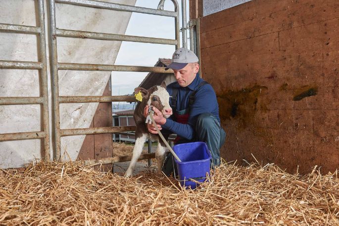 Gammerstall, Kurt Huber-Stalder, Muri_Kuh_Stall