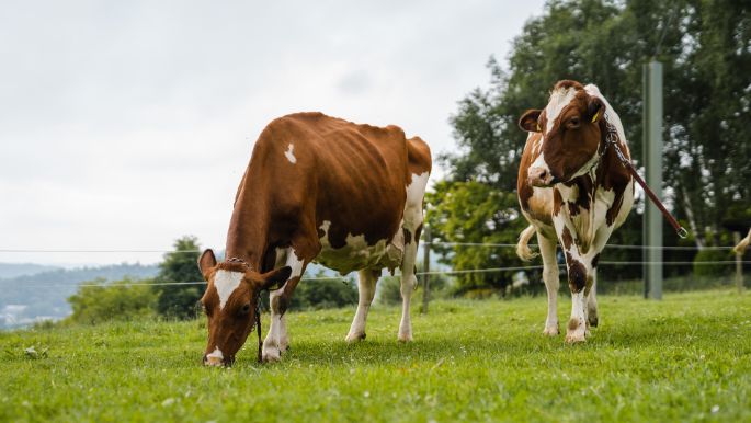 Egghof_Lienhard_Steinmaur_Kuh