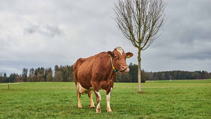 BZG Holzmühle, Beat Bernhard, Münchringen_Kuh_Ganzkörper_2