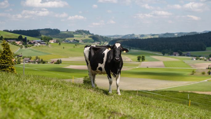 Otterbach_Hirsbrunner_H?usernmoos_Kuh