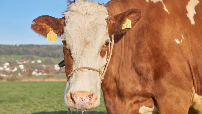 Surenmatte, Wendelin Wyss-Häfliger, Triengen_Kuh_Portrait