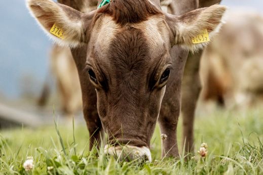stories-nachhaltige-milch_kuh-grasend_Text-image