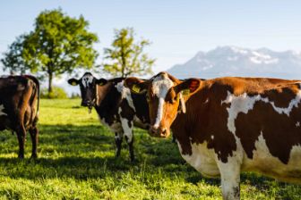 Lügisingen_Bühlmann_Rothenburg_Kuh