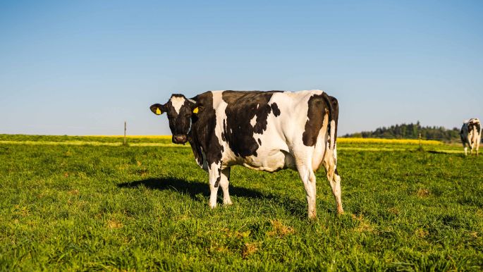 Moosacherhof_Hintermann_Dürrenäsch_Kuh