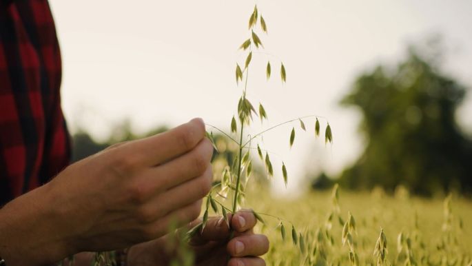 beleaf_teaser_nachhaltigkeit_hafer