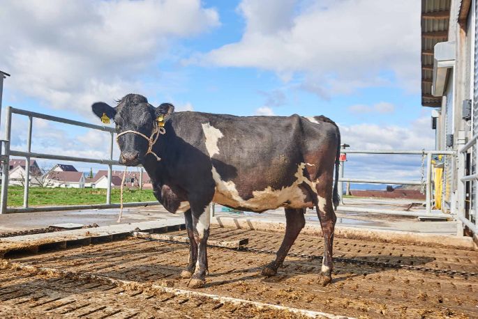Sonnenhof Burger, Anna und Lukas Burger, Rudolfstetten_Kuh Ganzkörper