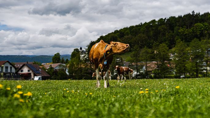 Langeten_Kopp_Dotzigen_Kuh