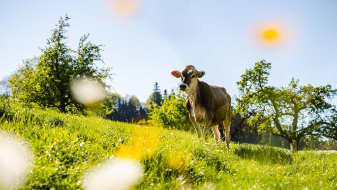 Familie Stalder_Stalder-Egli_Nottwil_Kuh