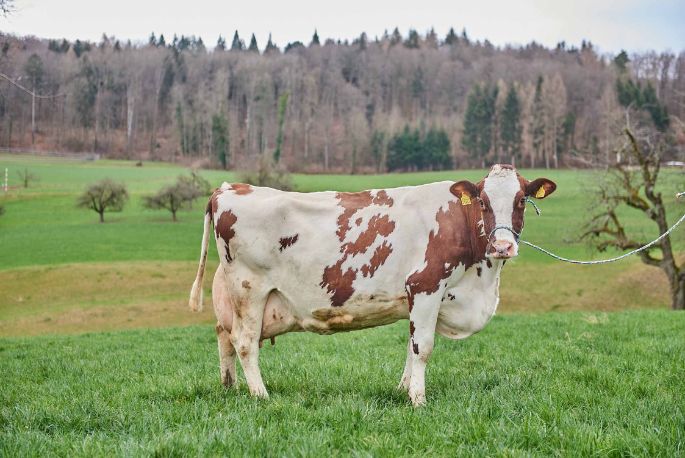 Birkenhof Teller, Simon Teller, Endingen_Kuh_Ganzkörper