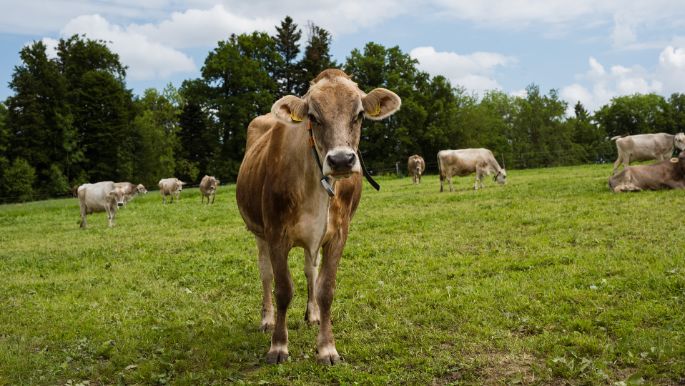 Korrodihof_Korrodi_Hombrechtikon_Kuh1