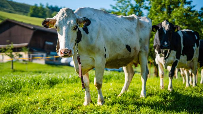 Chraejebueel_Vogel_Hasle_LU_Kuh