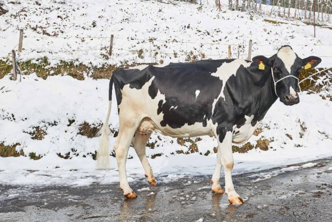 Untermoos, Gerhard Wyss, Lauperswil_Kuh_Ganzkörper