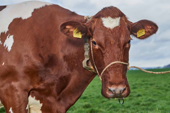 Sunnehof, Otto Zimmermann-Oeschger, Döttingen_Kuh_Portrait