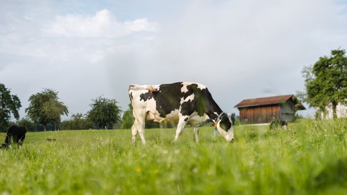 Forh?lzlihof_Waldvogel_Hinwil_Kuh