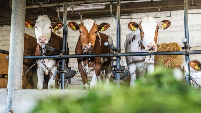 Hof_Schwand_Z?rcher_Menzingen_Kuh