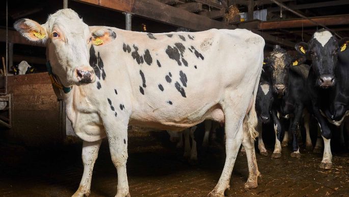 Feldhof, Simon Frauchiger, Oftringen_Kuh_Ganzkörper