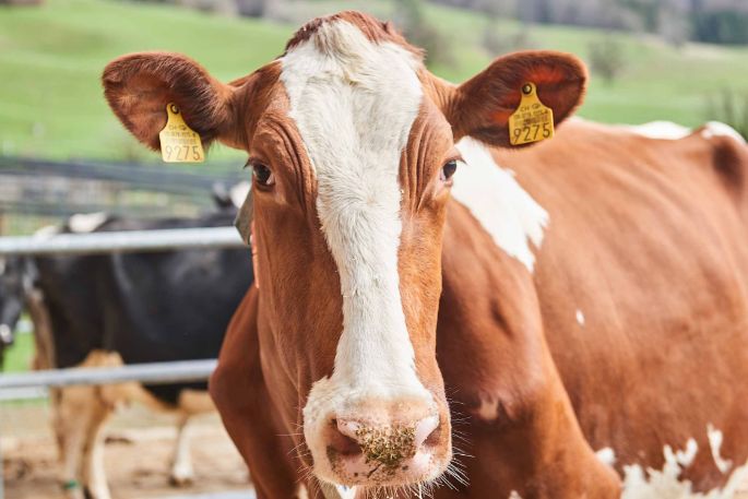 Gebrüder Widmer, Philipp und Simon Widmer, Oberkulm_Kuh_Portrait