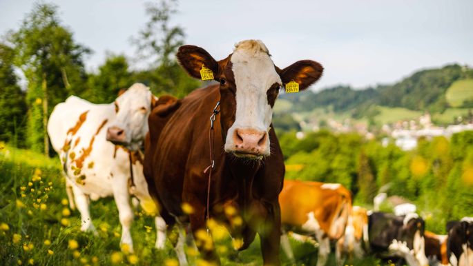 Bauernhof Bättwil_Mathys_Burgdorf_Kuh