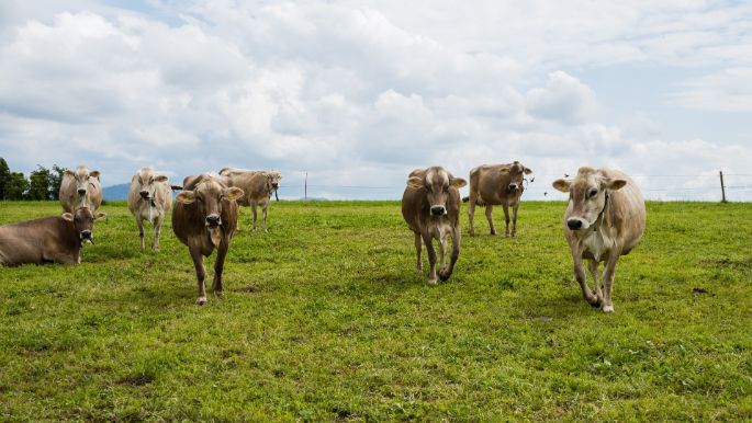 Korrodihof_Korrodi_Hombrechtikon_Kuh2