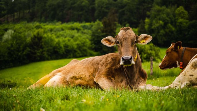 Hof Studinger_Studinger_Dulliken_Kuh