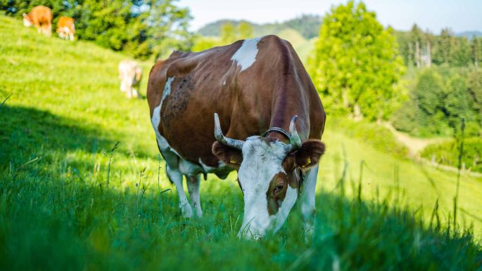 Breitenwaldweid_Linder_Oberburg_Kuh